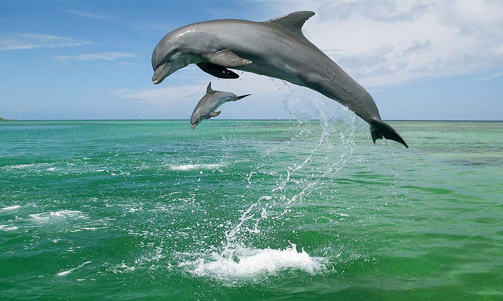 Ocean blue dolphins puzzle_游戏简介_图4