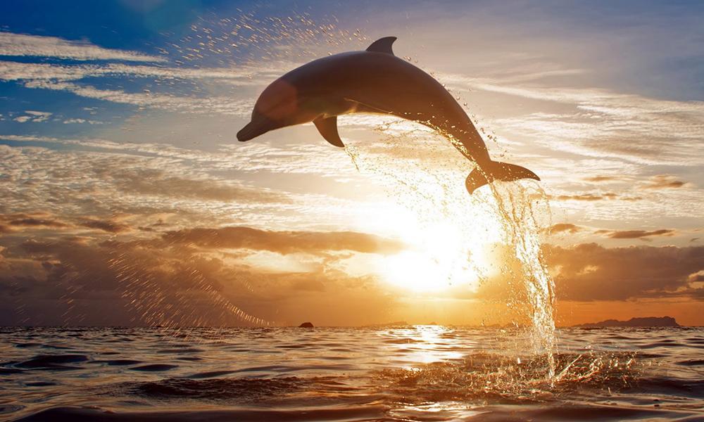 Ocean blue dolphins puzzle_截图_3