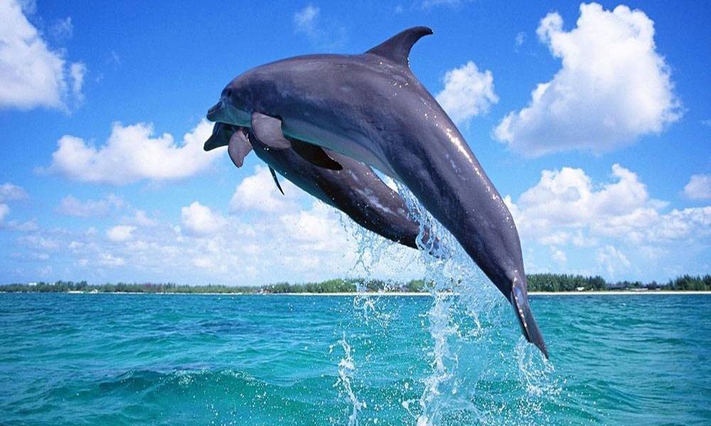 Ocean blue dolphins puzzle_截图_5