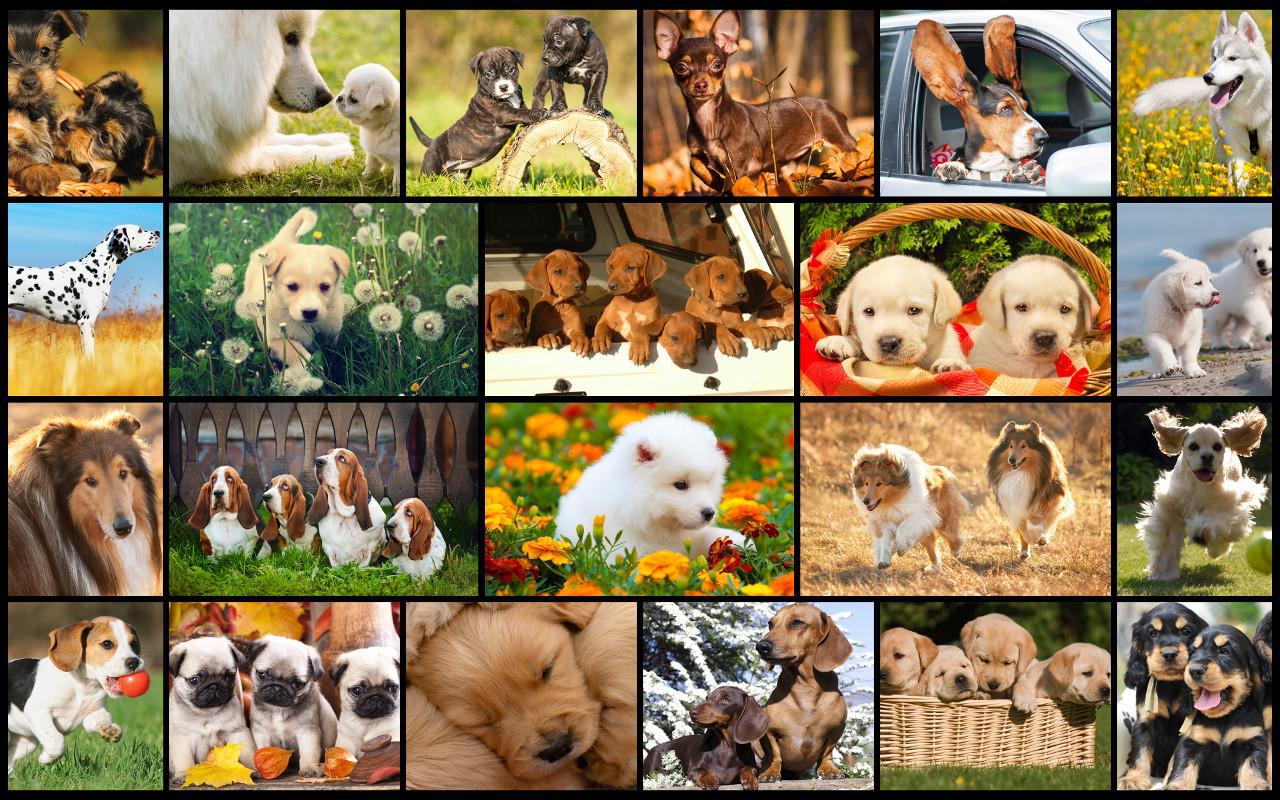 Dog Puzzles - Play Family Games with kids