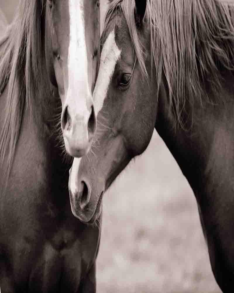 Quebra-Cabeça Cavalos_截图_3