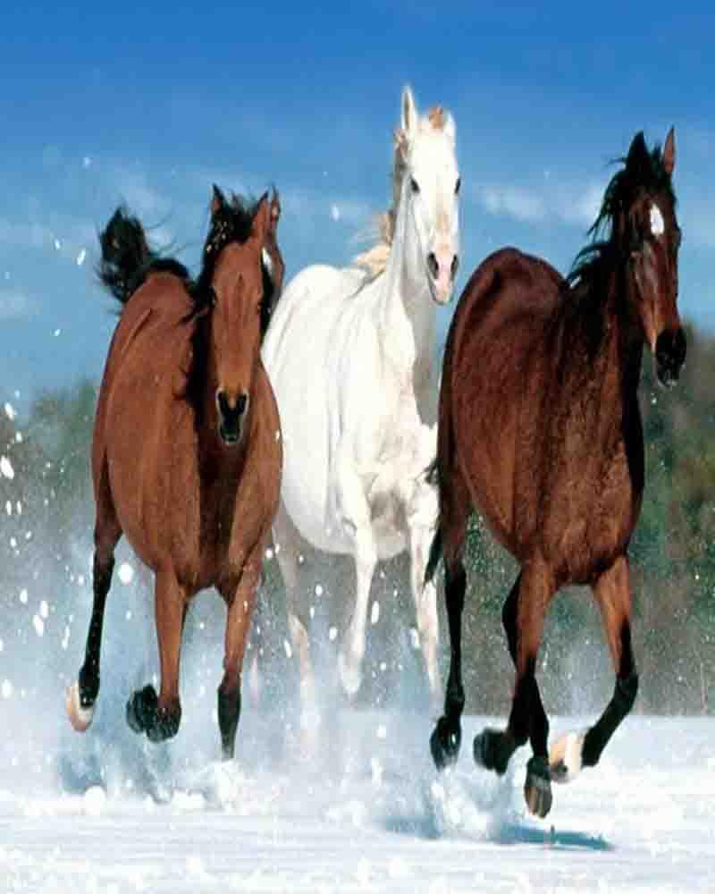 Quebra-Cabeça Cavalos_截图_6