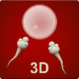 Sperm journey 3D