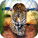 野生豹：非洲动物生存