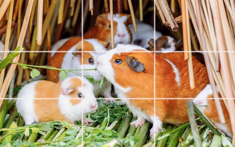 Puzzle - Cute Hamsters_截图_5