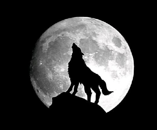 月圆之夜狼人结局