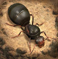 蚂蚁：地下王国